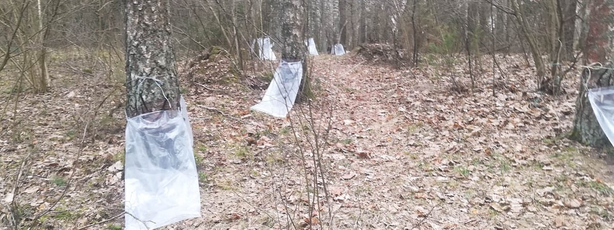 Стало известно, когда в Гродно начнут продавать березовый сок