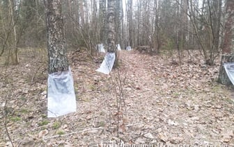 Стало известно, когда в Гродно начнут продавать березовый сок