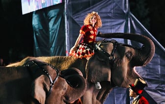 В Гомеле показали цирковое шоу со слонами и спецэффектами