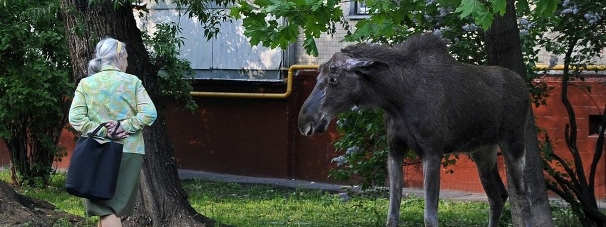 Что делать белорусам при встрече с лосём? Главное не допускать эту ошибку — Полезно