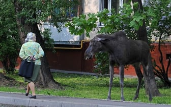 Что делать белорусам при встрече с лосём? Главное не допускать эту ошибку — Полезно
