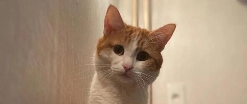 Проводница невиновна: дело о гибели кота Твикса прекратили