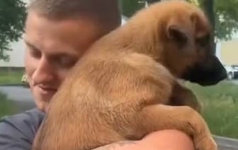 Парень подхватил самый добрый тренд TikTok и приютил дворняжку