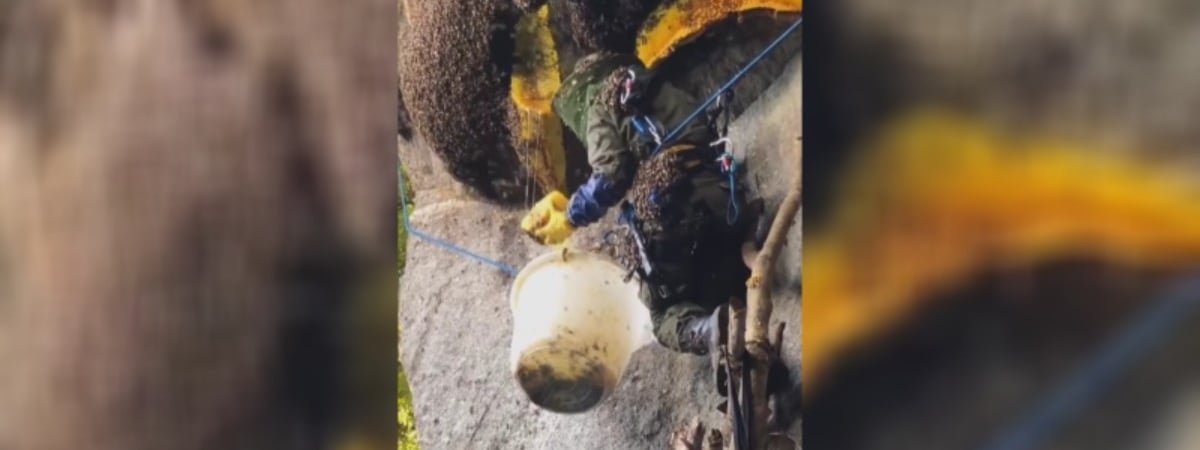 «Похоже на ограбление» — Видео со сбором гигантских медовых сот собрало 30 млн просмотров в Instagram — Видео