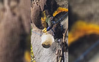 «Похоже на ограбление» — Видео со сбором гигантских медовых сот собрало 30 млн просмотров в Instagram — Видео