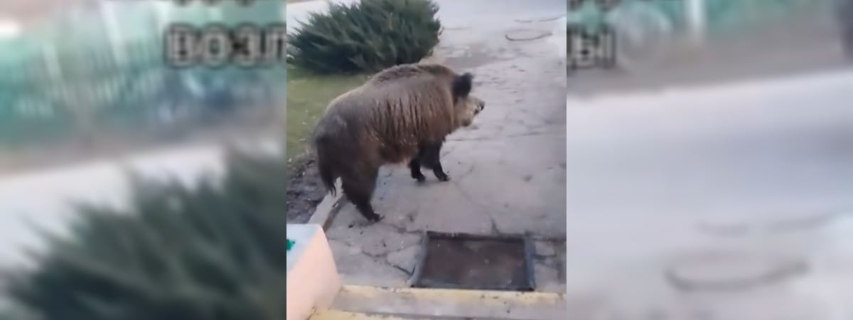 «Он только спросить» — На Витебщине в сельскую больницу пришёл дикий кабан — Видео