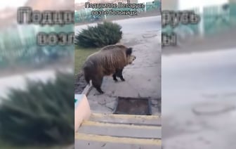 «Он только спросить» — На Витебщине в сельскую больницу пришёл дикий кабан — Видео