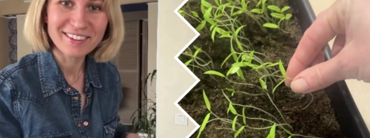 Что делать, если рассада вытянулась? Эко-огородник рассказала, как вернуть сеянцы в нормальный рост — Полезно