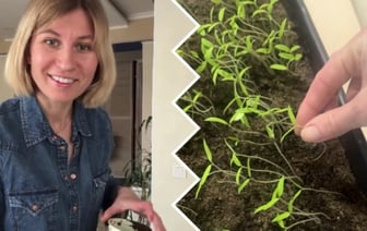 Что делать, если рассада вытянулась? Эко-огородник рассказала, как вернуть сеянцы в нормальный рост — Полезно