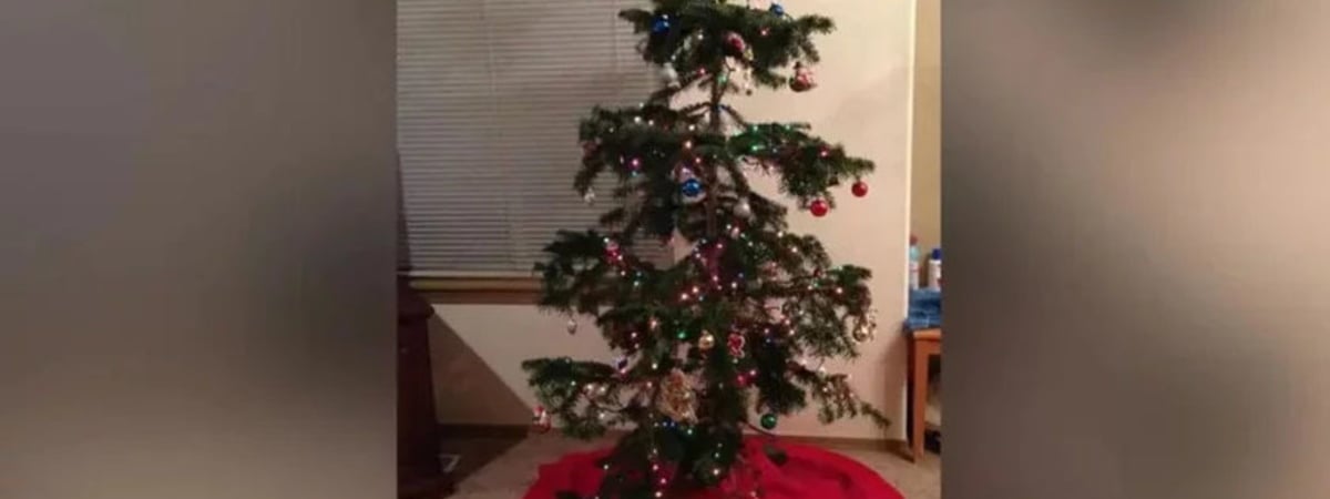 «Неприглядным деревьям тоже нужна любовь». Американская семья уже много лет намеренно выбирает на Рождество самую некрасивую елку