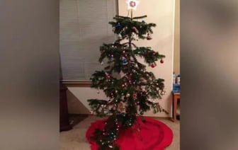 «Неприглядным деревьям тоже нужна любовь». Американская семья уже много лет намеренно выбирает на Рождество самую некрасивую елку