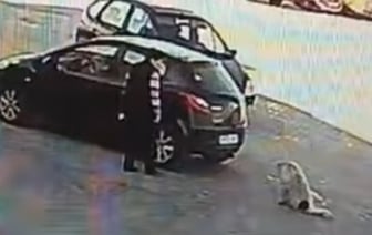 Жестокое обращение с животными: сбитая собака оставлена на дороге