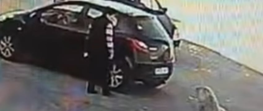 Жестокое обращение с животными: сбитая собака оставлена на дороге