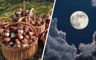 Правда ли, что больше всего грибов можно собрать в полнолуние? Обратите внимание на эти 2 фактора, чтобы принести домой целые корзины — Полезно