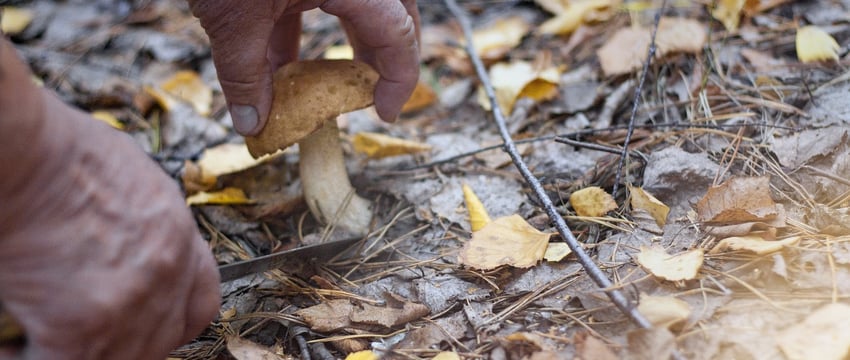 Запрещено посещать леса на большей части Витебской области. Сезон сбора клюквы под угрозой