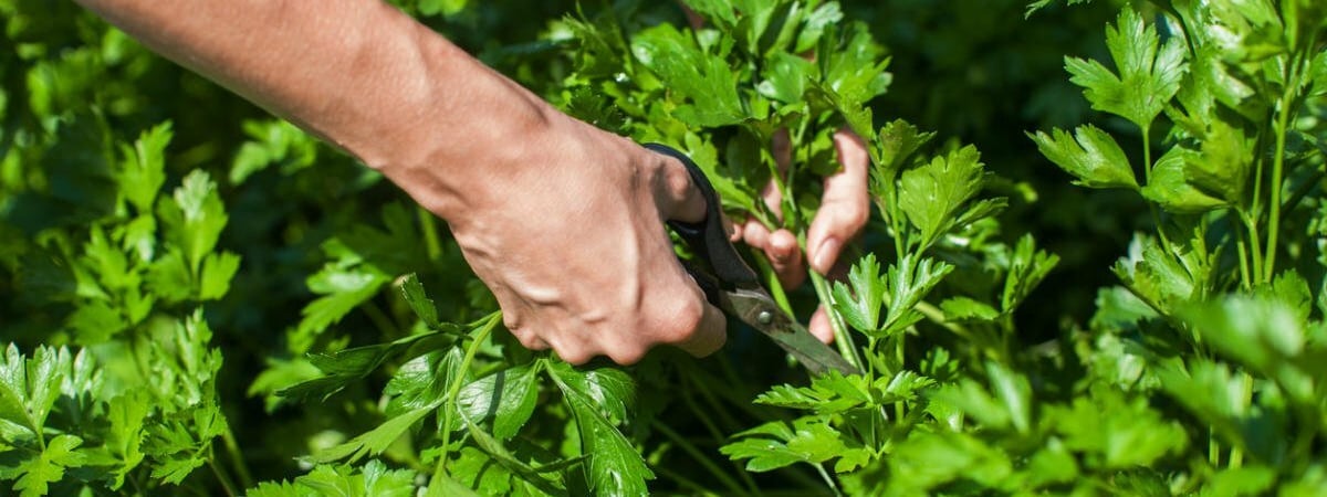 Когда белорусам сеять петрушку? Вот на что нужно обратить особое внимание — Полезно