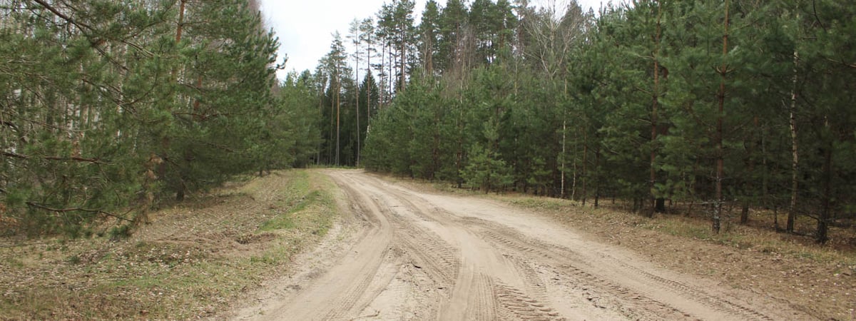 В трех районах Гродненской области ограничили посещение лесов — узнайте, где