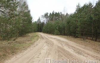 В трех районах Гродненской области ограничили посещение лесов — узнайте, где