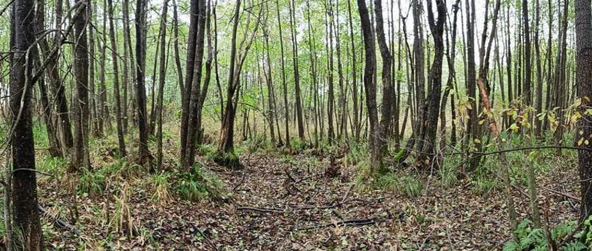 В Брестской области белорус нашел кости в лесу. Страшно представить, но останки принадлежали человеку, пропавшему 24 года назад