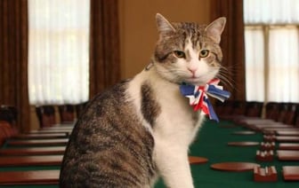 В Британии подготовили план на случай смерти кота Ларри