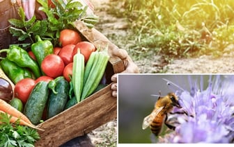 Этим цветком белорусам рекомендуют засеять огород, как только сойдёт снег. Как поможет будущему урожаю? — Полезно