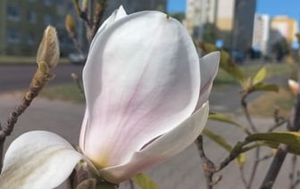 В Бресте второй раз за год зацвела магнолия