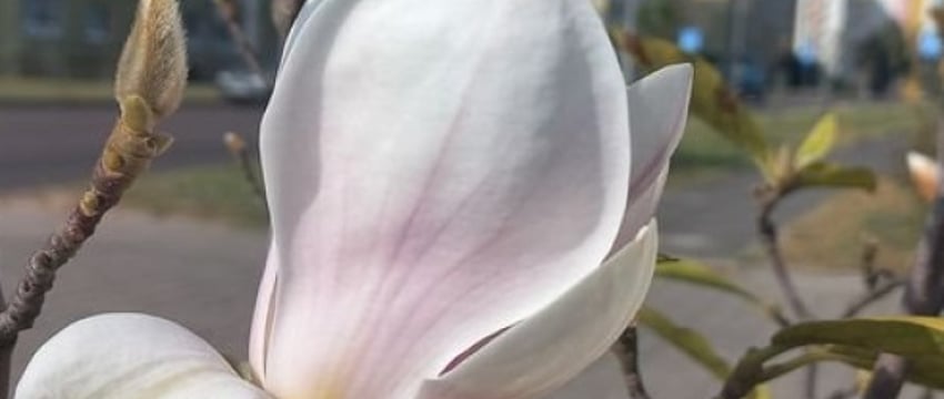 В Бресте второй раз за год зацвела магнолия