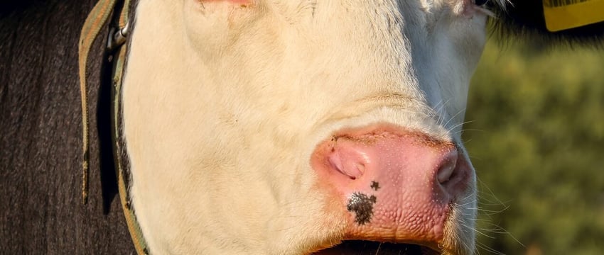 Уголовное дело в отношении бывшего генерального директора мясоперерабатывающего предприятия в Витебске