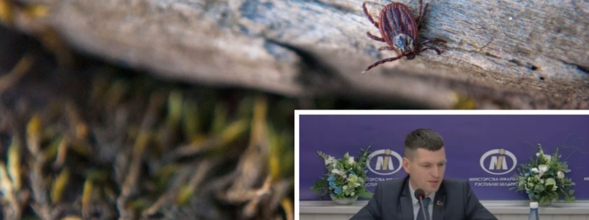 Обрабатывают ли белорусские леса от клещей? В Минлесхозе рассказали, как обезопасить себя от «опасных организмов» — Видео