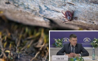 Обрабатывают ли белорусские леса от клещей? В Минлесхозе рассказали, как обезопасить себя от «опасных организмов» — Видео