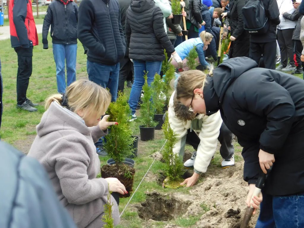 Семьдесят туй зазеленели во дворе СШ № 1 г. Бреста