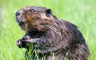 Кормил собак бобрами — в Миорском районе возбудили уголовное дело против сельчанина