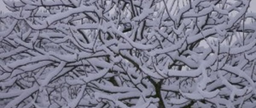 Какой будет погода в Беларуси в январе