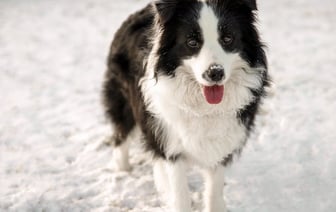 Сейм Латвии поддержал запрет на туристические поездки в Беларусь