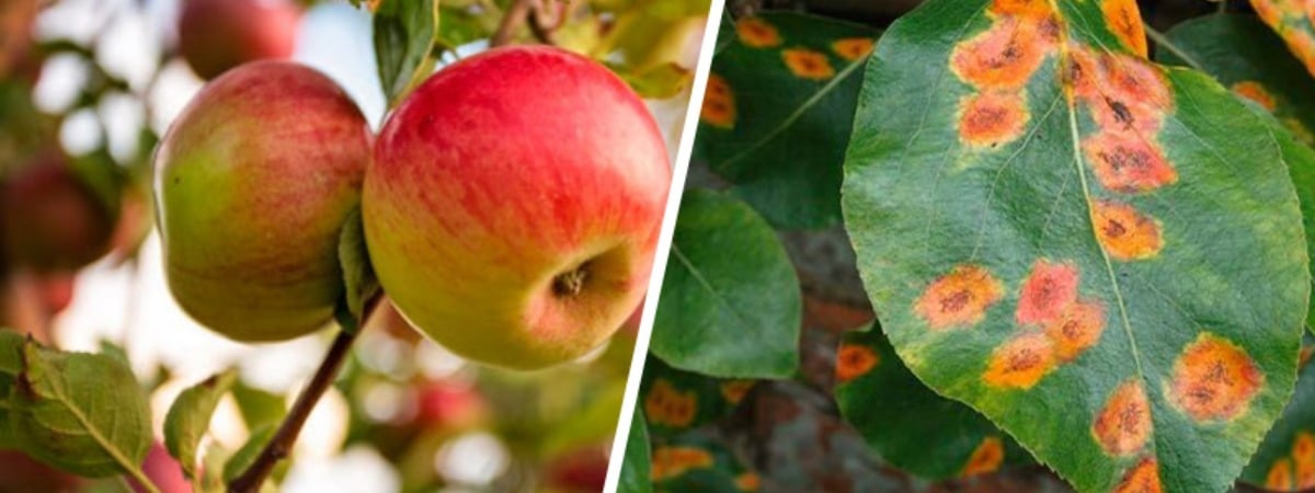 «Желательно, чтобы соседи тоже» — Ученый Ботанического сада Минска рассказал, как спасти деревья от ржавчины — Полезно