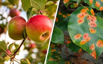 «Желательно, чтобы соседи тоже» — Ученый Ботанического сада Минска рассказал, как спасти деревья от ржавчины — Полезно