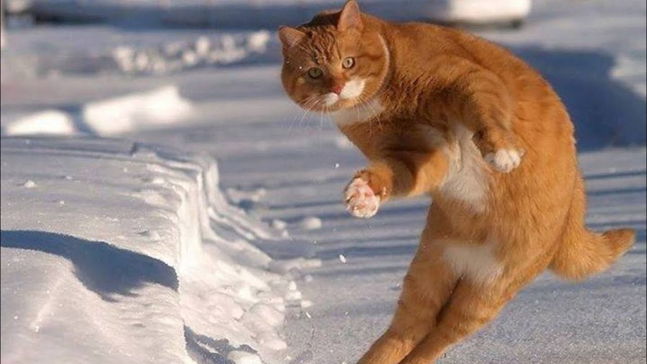 Гололед, кот на льду, кот в снегу. Фото 