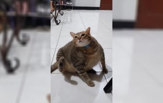 В TikTok завирусилось видео с кошкой, «дистанционно» почесавшей ухо. Это как? — Видео