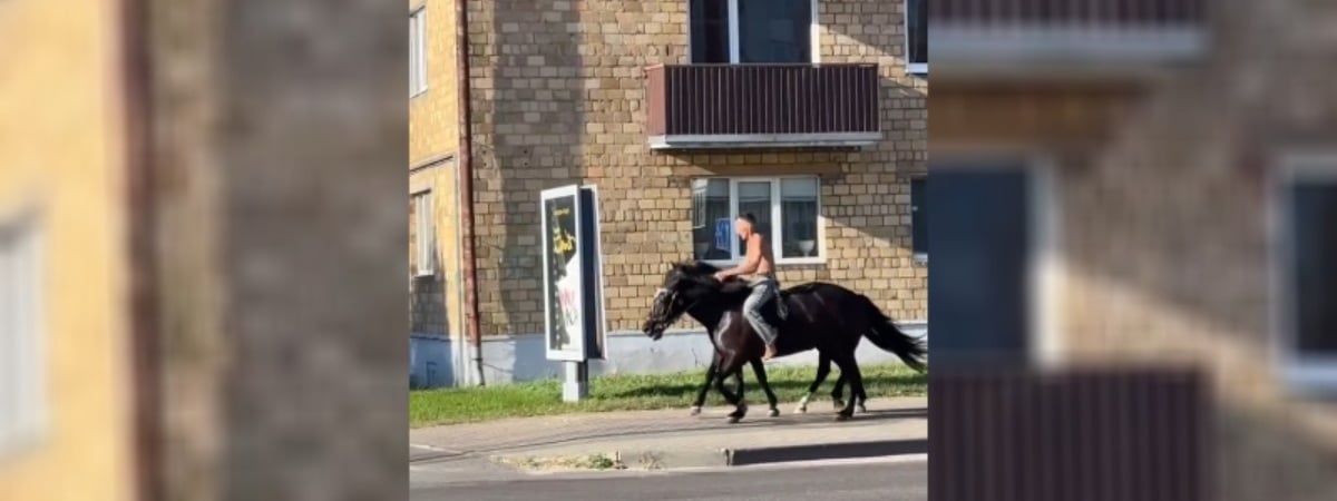 «Ковбой с двумя мустангами» из Пинска покорил пользователей TikTok — Видео