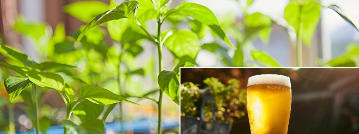 Эту рассаду белорусам посоветовали дважды полить пивом. А что запретили подкармливать, чтобы не испортить вкус? — Полезно