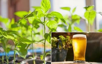 Эту рассаду белорусам посоветовали дважды полить пивом. А что запретили подкармливать, чтобы не испортить вкус? — Полезно