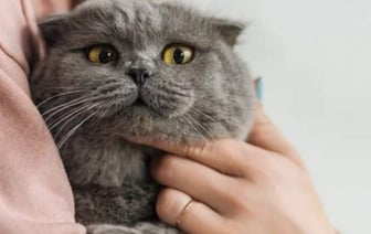 Ученые выяснили, почему кошки мяукают на людей