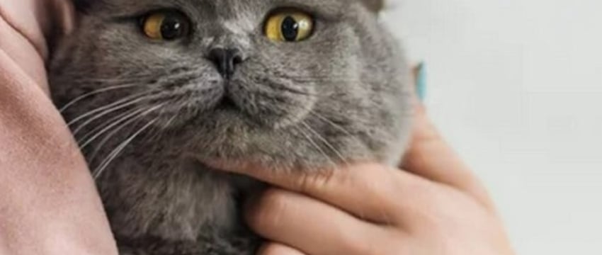 Ученые выяснили, почему кошки мяукают на людей