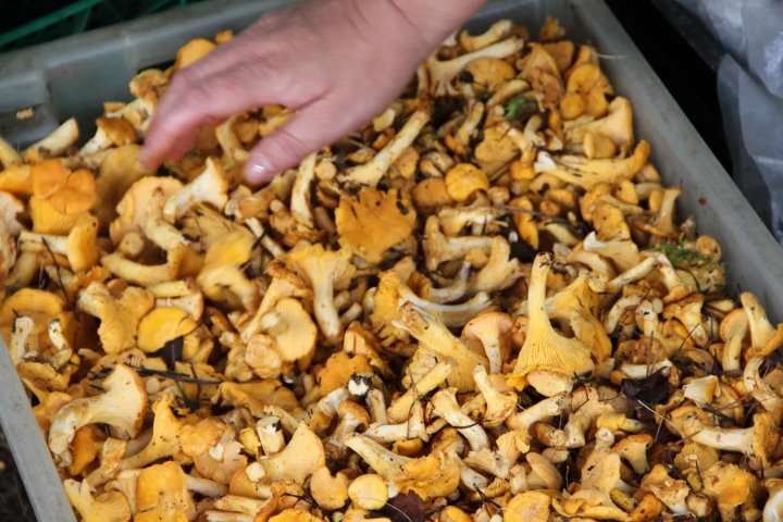 Sputnik / Валерия Берекчиян