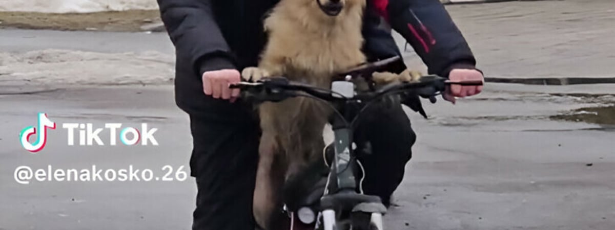 Видео пса, едущего на велосипеде по Гомелю, набрало больше 100 тыс. просмотров — Видео