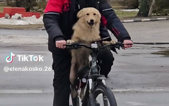 Видео пса, едущего на велосипеде по Гомелю, набрало больше 100 тыс. просмотров — Видео