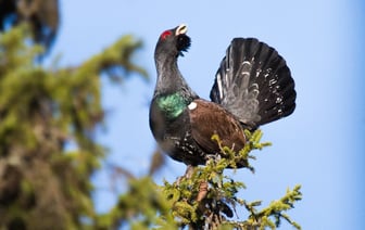 В Беларуси началась охота на самцов глухаря и тетерева — какие правила нужно помнить