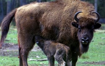 По следам, с биноклем и фотооборудованием. Как считают зубров в Беловежской пуще