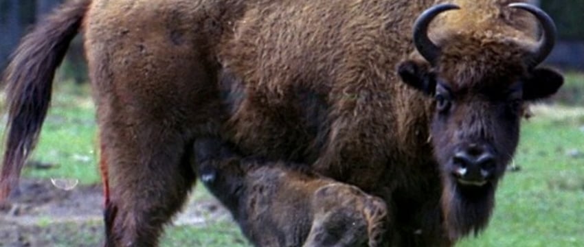 По следам, с биноклем и фотооборудованием. Как считают зубров в Беловежской пуще