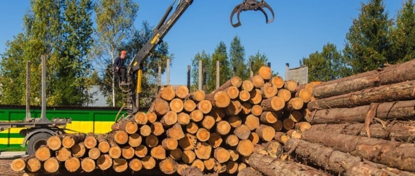Правила продажи древесины изменили в Беларуси
